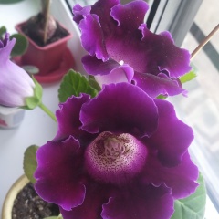 Катрин Попова, 19.07.1986, Минск