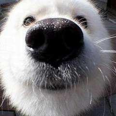 Андрей Белокуров, Санкт-Петербург