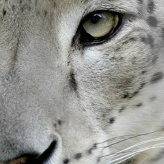 Alibek Kaimbayev, 13.11, Алматы