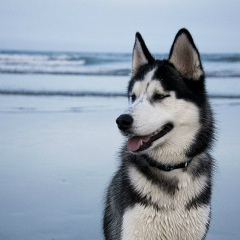 Амандос Адилхан, Актобе