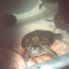 Андрей Большаков, 09.08, Бежецк