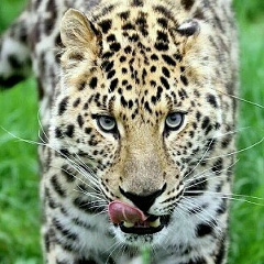 Назим Карабаев, 09.10.1980, Москва