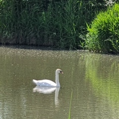 Гуд Бой, 01.01.1978, Харьков