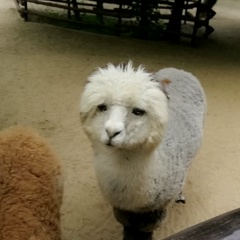 Алексей Еременчук, 25.09.1986, Москва