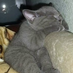 Dauren Sholpanbaev, 21.05.1988, Алматы