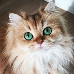 Люсия Доброва, 01.04, Kolkata