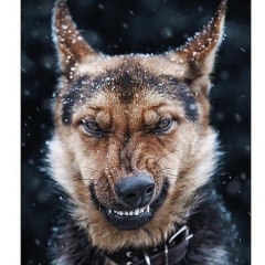 Артём А, Сургут (поселок)