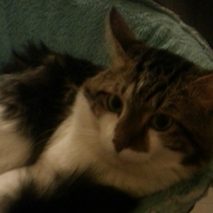 Αнтон Κовалев