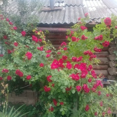 Ольга Оглезнева, 11.09.1975