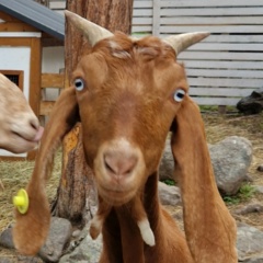 Нина Khristich, 29.08, Seattle