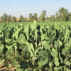 Наталья Перевертова, 27.08.1982