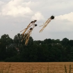 Антонина Вайлер, 29.01, Dortmund