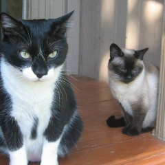 Паша Мамаев