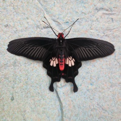 Лина Гри, 18.06.1986