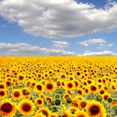 Дмитрий Ерин, Torrevieja