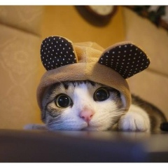 Panda Kpopper
