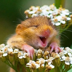 Сергей Есенин, 18.01