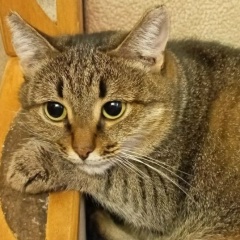 Юлия Птица, Тольятти