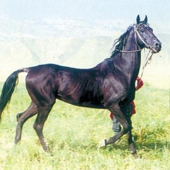 Алим Хамза, Шымкент