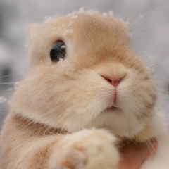 Эльчик Зайчик, 20.12.1986, Мурманск