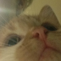 Алексей Федоровский, 22.05, Киев