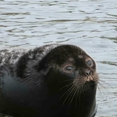 Игорь Капитан, Санкт-Петербург