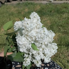 Екатерина Петрова