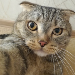 Денис Ласьков, 21.07.1986, Челябинск