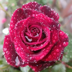 Любовь Елисеева, 01.03, Петрозаводск