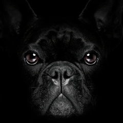 Евгений Шашков, 09.05, Курск