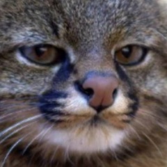 Никола Хомич