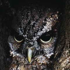 Рафаэль Костанян