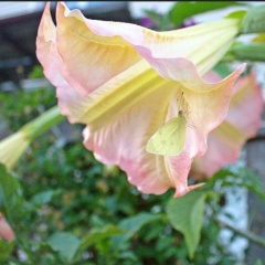 Юлия Петрова, 24.07, Санкт-Петербург