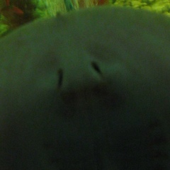 Константин Лапин, Уфа