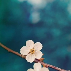 Надія Пшенична