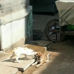 Maung Zayar, 03.08.1981, Yangon