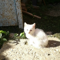 Диана Макаева, 18.03, Таганрог