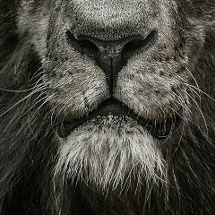 Aldaris Dante, 09.06.1907, Санкт-Петербург