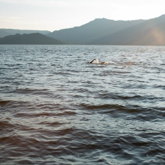 Саша Арвади, 01.06