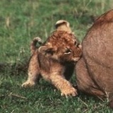 Мурад Османов, 01.01.1918