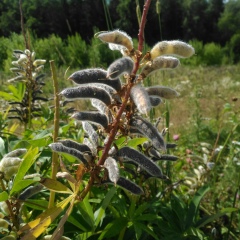 Любовь Емелина