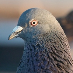 Екатерина Голубь, 13.12, London