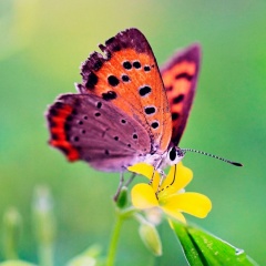 Елена Пучинина, Тула