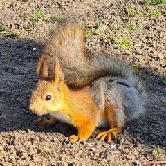 Наталия Ващенко, 01.12, Санкт-Петербург