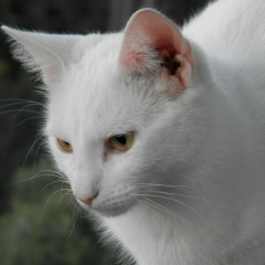 Никита Семенов, 04.10, Луга