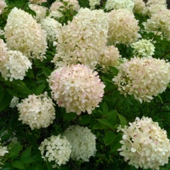 Виктория , Санкт-Петербург