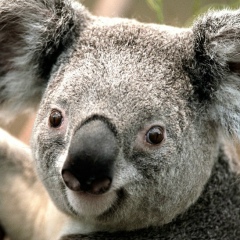 Яна Светличная, 17.12.1985