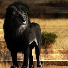 Renat Ibragimov, 10.03, Алматы