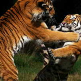 Таня Кусанова, Могилёв