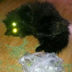 Максим Никитин, Северодвинск